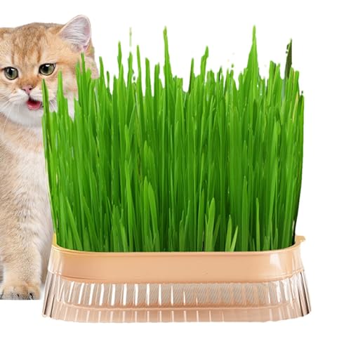 Fukamou Katzengras-Pflanzgefäß,Katzengras-Pflanzgefäß, Kindergarten-Pflanztopf Für Katzengras | Hydroponischer Katzengras-Übertopf, Erdlose Kultur-Sprossenschale Für Den Innenanbau, Sprossenschalen von Fukamou