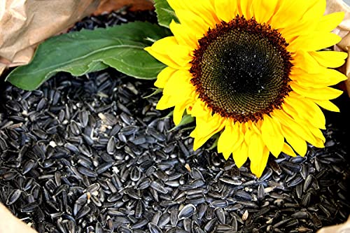 10 Kg Futterbauer Schwarze Sonnenblumenkerne Neue Ernte 2024 Vogelfutter von Futterbauer