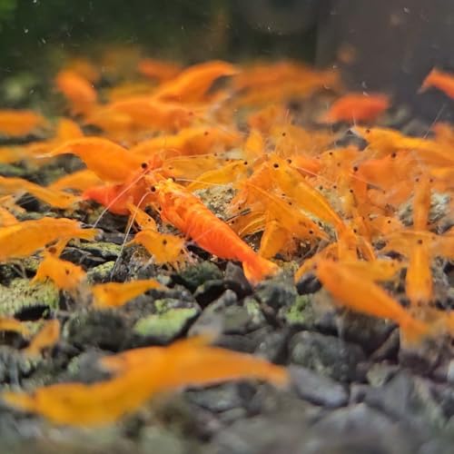 GARNELEN4YOU® Orange Sakura Garnelen | 20x Neocaridina davidi in Premium Qualität | auch für Anfänger geeignet von GARNELEN4YOU