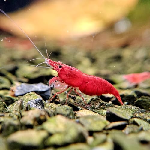 GARNELEN4YOU® Red Sakura Garnelen | 20x Neocaridina davidi in Premium Qualität rot | Painted Red Fire | auch für Anfänger geeignet von GARNELEN4YOU