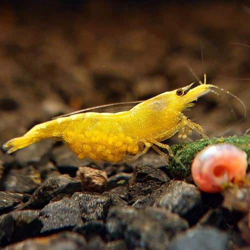 GARNELEN4YOU® Yellow Fire Neon Garnelen | 20x Neocaridina davidi in Premium Qualität in gelb | auch für Anfänger geeignet von GARNELEN4YOU