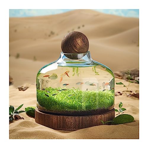 GRFIT Fisch Tank Aquarium-Glasflasche, ökologische Kultur, Mikrolandschaft, selbstzirkulierender Kleiner Pflanzentank mit Tischdekoration auf Holzbasis Fischschale (Size : M) von GRFIT