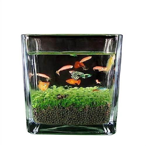 GRFIT Fisch Tank Aquarium verdicktes Glas transparentes Aquarium Wasserpflanzensamen Mikrolandschaftsornamente Home Desktop Wasserpflanzenschlamm Ökologischer Tank Fischschale (Size : Small) von GRFIT