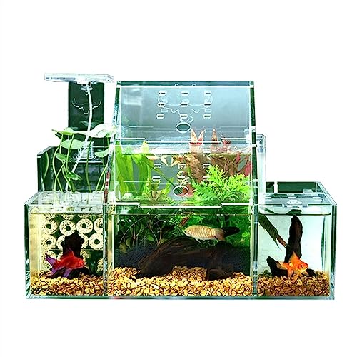 GRFIT Fisch Tank Ökologische Aquarium-Desktop-Zucht, Schlüpfen, spezielle Aquarium-Isolationsbox, zirkulierende Wasserfiltrationspumpe, Heimbüro-Aquarium-Dekoration Fischschale von GRFIT