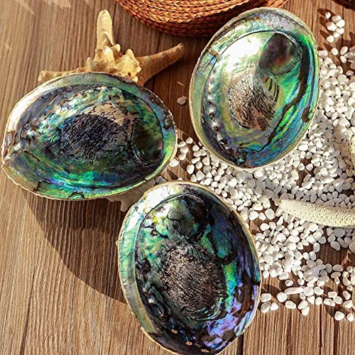 Natürliche Abalone-Muscheln, große Muscheln, nautische Heimdekoration, Seifenschale, DIY, Aquarium, Fischlandschaft, Hochzeitsdekoration, Tank von GXFCAI