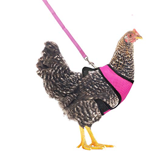 Verstellbares Hühnergeschirr mit Leine, elastisch, bequem, atmungsaktiv, für Ente, Gans, Henne, Spazierengehen, Größe M, S, 2 Stück von GYJZZW