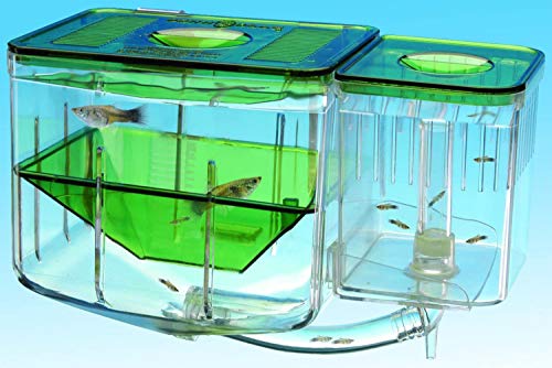 GZYM Fisch Zucht Box, Acryl schwimmende Fische Hatchery Isolation Box, Double Layer Schlüpfen Incubator Zucht Aufzucht-Falle, Aquarium-Behälter-Fisch Parenting Container Divider mit Haken von GZYM