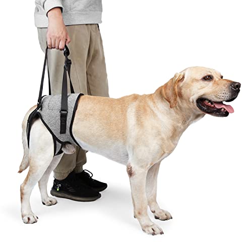 GabeFish Support Hundegeschirr für Hinterbeine, Dog Lift Harness für Kleine Mittlere Große Hunde, Hundeschlinge für Hinterbeine Grau Groß von GabeFish