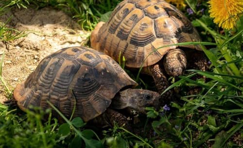 500g Schildkröten Samenmischung für Futterpflanzen Gräser, Kräuter, Blumen inkl. Aussaat Anleitung von Gardenox