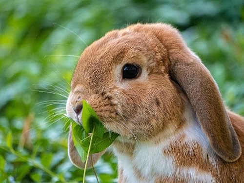 Gardenox Kaninchenwiese Samen Großpackung Kräuterwiese anlegen für Kaninchen und Meerschweinchen von Gardenox