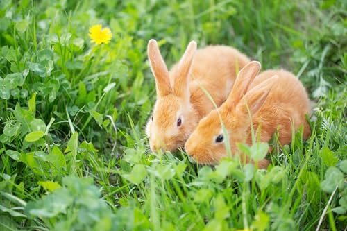 Kaninchenwiese Samen 20 qm Kräuterwiese für Kaninchen und Meerschweinchen Hochwertige Mischung aus feinen Gräsern und leckeren Kräutern von Gardenox