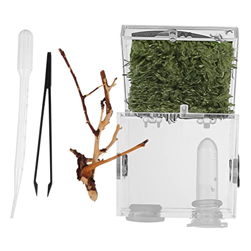 Garneck Springspinne Terrarium Set - Transparentes Acryl Terrarium Für Springspinnen - Insekten Und Reptilien Inklusive Fütterungszange Und Pipette Ideal Für Zucht Und Haltung von Garneck