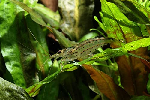 Amano Garnele - Caridina multidentata (Japonica), 10 Stück von Garnelen Tom