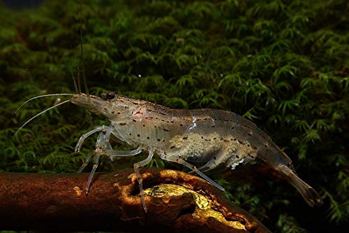 Amano Garnele - Caridina multidentata (Japonica), 5 Stück von Garnelen Tom