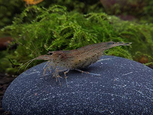 Amano Garnele - Caridina multidentata (Japonica), 5 Stück von Garnelen Tom