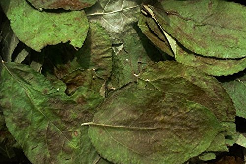 Apfel Laubblätter (grün getrocknet), 30 Blätter - Garnelen- Wasserschnecken und Krebsfutter von Garnelen Tom