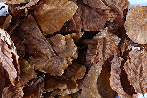 Buchen Laubblätter (braun), 100 Blätter - Garnelen- Schnecken- und Krebsfutter von Garnelen Tom