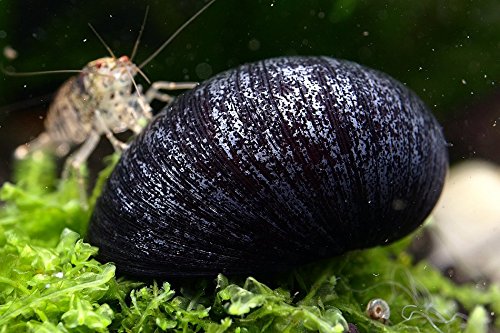 Garnelen Tom Anthrazit-Napfschnecke - Aus Quarantäne Haltung, 3 Stück - 100% planarienfrei von Garnelen Tom