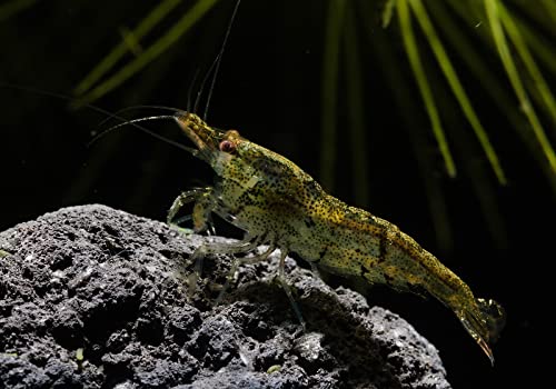 Garnelen Tom Cleaner Shrimp - Clear Cherry Shrimp, 10 Stück von Garnelen Tom