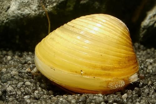 Garnelen Tom Goldene Körbchenmuschel, 3 Stück von Garnelen Tom