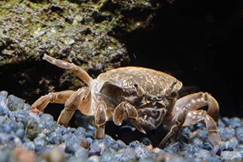 Garnelen Tom Großhandel Ghost-Zwergkrabbe - Potamocypoda Pugil, 1 Stück von Garnelen Tom