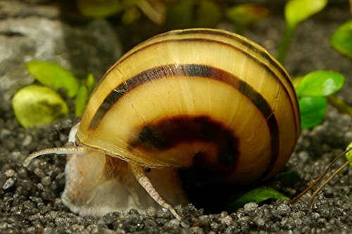 Garnelen Tom Zebra Apfelschnecke - Asolene spixi, 5 Stück - Premium Qualität von Garnelen Tom