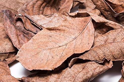 Nano Walnuss Laubblätter (braun), 20 Blätter - Garnelen, Wasserschnecken, und Krebsfutter von Garnelen Tom