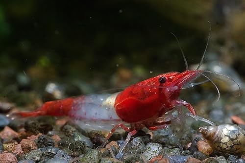 Red Rili Garnele, 10 Stück von Garnelen Tom