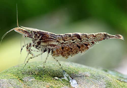 Algengarnele - Neocaridina davidi - Algenfresser - Aquarium - für Einsteiger - Teich von Garnelen