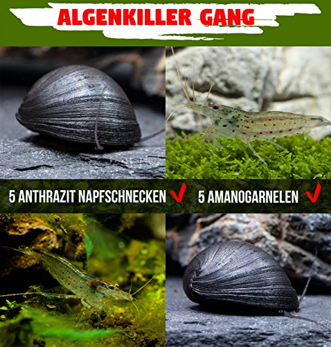 Algenkiller Gang - die unschlagbaren Algenfresser im Aquarium - 5 x Neritina pulligera & 5 x Caridina multidentata von Garnelen