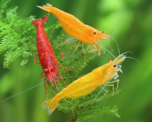 Garnelen Feuer Garnelenmix S | Neocaridina davidi für Aquarium & NanoCube fürs Aquarium - je 2X Yellow Fire, Red Fire Orange Fire 6 Stück von Garnelen