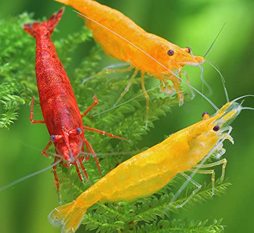 Garnelen Feuer Garnelenmix L | Neocaridina davidi für Aquarium & NanoCube fürs Aquarium - je 4X Yellow Fire, Red Fire Orange Fire 12 Stück von Garnelen