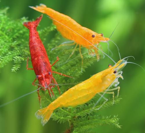 Garnelen Feuer Garnelenmix L | Neocaridina davidi für Aquarium & NanoCube fürs Aquarium - je 4X Yellow Fire, Red Fire Orange Fire 12 Stück von Garnelen