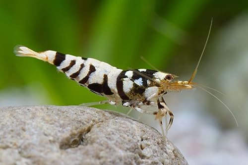 Garnelen Black Fancy Tiger - Caridina sp. von Garnelen