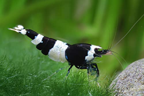 Garnelen Black Panda, Caridina spec. 'Black Panda' (Taiwan Bee/Shadow Bee) von Garnelen