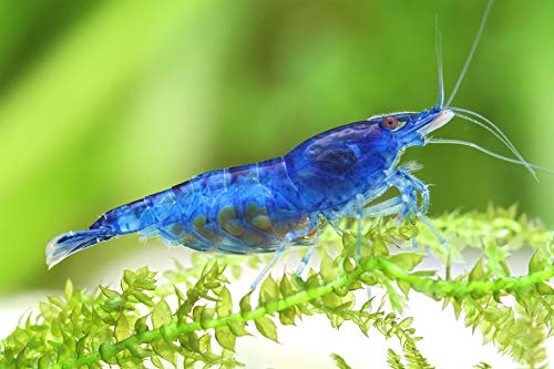 Garnelen Einsteigergarnelen Neocaridina davidi - lebend Zwerggarnelen für das Aquarium - 5er Pack, Farbe blau von Garnelen