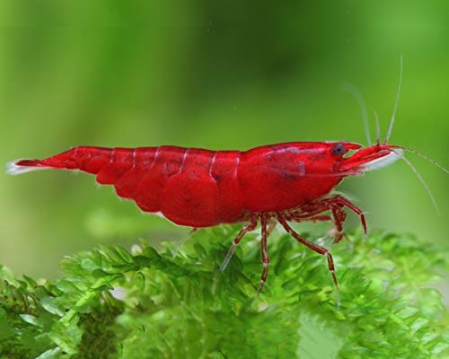 Garnelen Einsteigergarnelen Neocaridina davidi - lebend Zwerggarnelen für das Aquarium - 5er Pack, Farbe dunkel rot von Garnelen