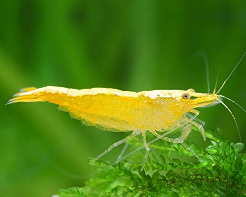 Garnelen Einsteigergarnelen Neocaridina davidi - lebend Zwerggarnelen für das Aquarium - 5er Pack, Farbe gelb mit Rückenstrich von Garnelen