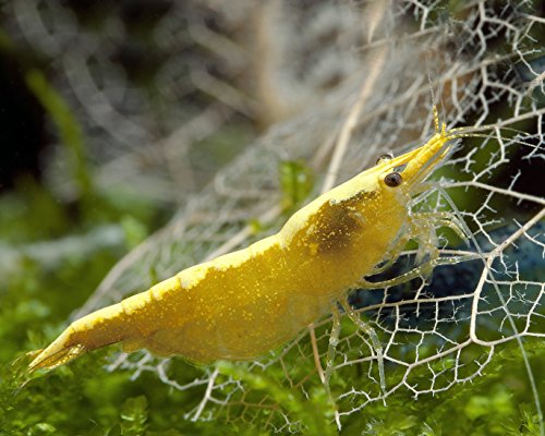 Garnelen Einsteigergarnelen Neocaridina davidi - lebend Zwerggarnelen für das Aquarium - 5er Pack, Farbe gelb von Garnelen