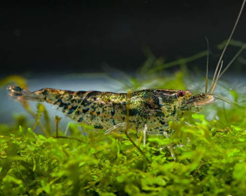 Garnelen Einsteigergarnelen Neocaridina davidi - lebend Zwerggarnelen für das Aquarium - 5er Pack, Farbe grau von Garnelen