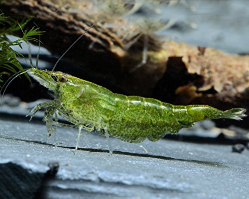 Garnelen Einsteigergarnelen Neocaridina davidi - lebend Zwerggarnelen für das Aquarium - 5er Pack, Farbe grün von Garnelen