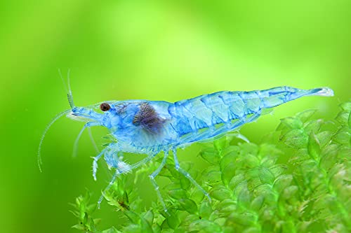 Garnelen Einsteigergarnelen Neocaridina davidi - lebend Zwerggarnelen für das Aquarium - 5er Pack, Farbe hell blau von Garnelen