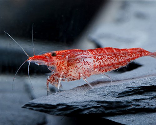 Garnelen Einsteigergarnelen Neocaridina davidi - lebend Zwerggarnelen für das Aquarium - 5er Pack, Farbe hell rot von Garnelen