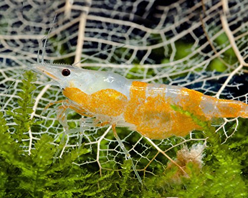 Garnelen Einsteigergarnelen Neocaridina davidi - lebend Zwerggarnelen für das Aquarium - 5er Pack, Farbe orange gestreift von Garnelen