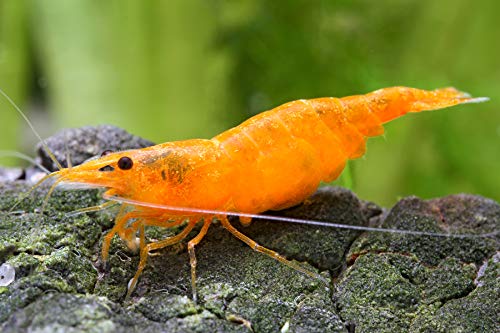 Garnelen Einsteigergarnelen Neocaridina davidi - lebend Zwerggarnelen für das Aquarium - 5er Pack, Farbe orange von Garnelen