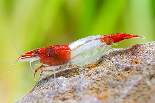 Garnelen Einsteigergarnelen Neocaridina davidi - lebend Zwerggarnelen für das Aquarium - 5er Pack, Farbe rot gestreift von Garnelen