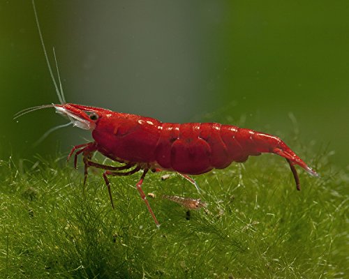 Garnelen Einsteigergarnelen Neocaridina davidi - lebend Zwerggarnelen für das Aquarium - 5er Pack, Farbe rot von Garnelen