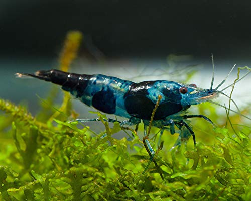 Garnelen Einsteigergarnelen Neocaridina davidi - lebend Zwerggarnelen für das Aquarium - 5er Pack, Farbe schwarz/blau von Garnelen