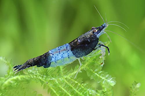 Garnelen Einsteigergarnelen Neocaridina davidi - lebend Zwerggarnelen für das Aquarium - 5er Pack, Farbe schwarz gestreift von Garnelen