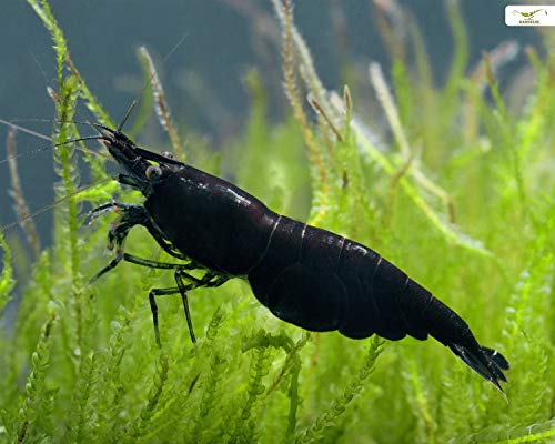 Garnelen Einsteigergarnelen Neocaridina davidi - lebend Zwerggarnelen für das Aquarium - 5er Pack, Farbe schwarz von Garnelen